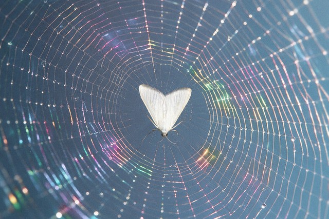 Baby single artwork by The Chainsmokers: a white moth caught at the center of a dew-covered spiderweb, with rainbow light flares against a blue background